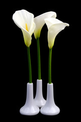 Calla lilies in white vases on black background
