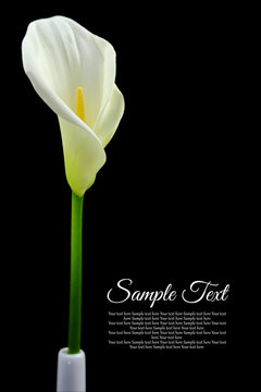 Fototapeta Beautiful white Calla lily on black background