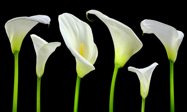 Fototapeta Beautiful white Calla lilies on black background
