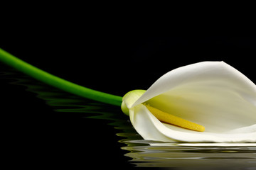 Beautiful white Calla lily reflected in water