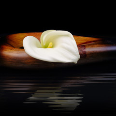 Beautiful white Calla lily reflected in water