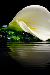 Beautiful white Calla lily reflected in water