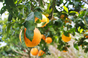 Orange tree