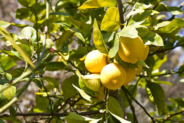 Lemon tree