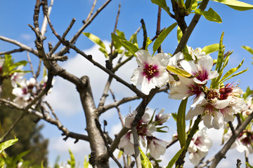 Almond blossoms