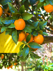 Orange tree