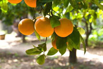 Orange tree