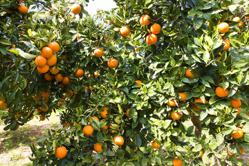 Orange tree