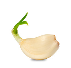 Sprouting clove of garlic © BSANI