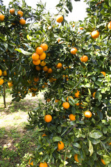 Orange tree