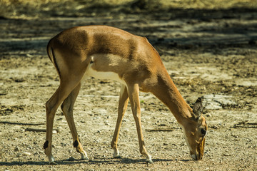 Sigean African Reserve