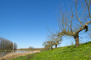 Obraz premium Fruit trees on a dike along a sunny river