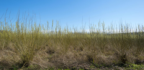 Fototapeta premium Row of pollard willows in a field in winter
