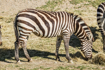 Sigean African Reserve