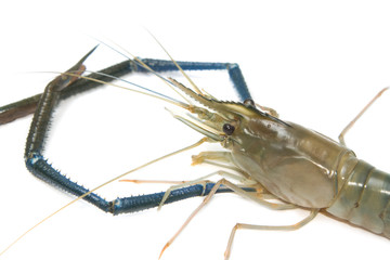 Closeup head of fresh prawn