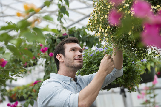 An organic flower plant nursery. A man working, tending the plants.