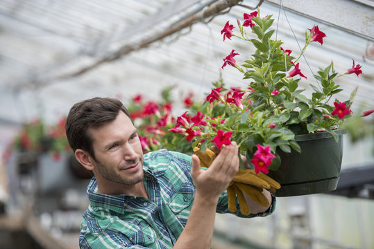 An organic flower plant nursery. A man checking the hanging baskets.