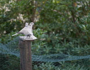 Couple de tourterelles