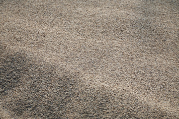Harvested rice being dried.