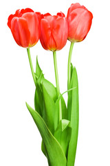 Beautiful bouquet of red tulips