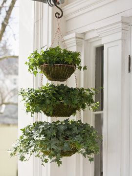 A hanging basket with three tiers of green plants with a cascading habit on a house porch. 