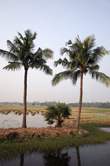 Fototapeta na wymiar Rice field in Kumrokhali, West Bengal, India.