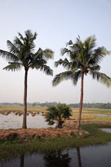 Obraz premium Rice field in Kumrokhali, West Bengal, India.