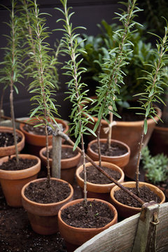 A group of clay pots with cuttings and seedlings for overwintering. 