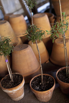 A group of clay pots with cuttings and seedlings for overwintering. 