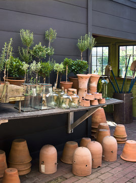 A group of clay pots with cuttings and seedlings for overwintering. 