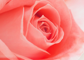 Fototapeta na wymiar open soft pink rose backgrounds