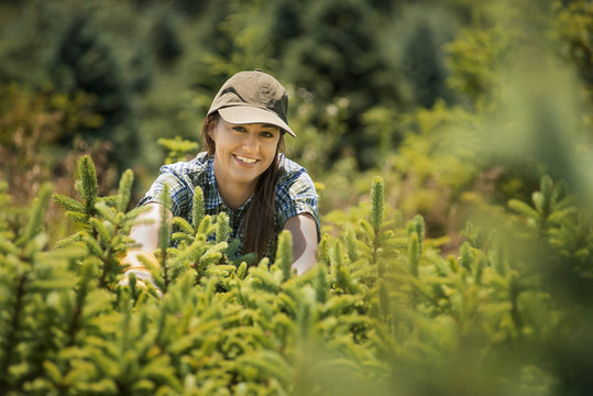 A woman clipping and pruning young conifer or pine trees in a plant nursery. 