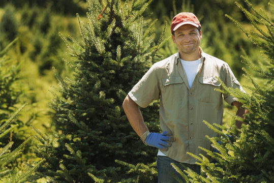 A man wearing protective gloves clipping and pruning a crop of conifers, pine trees in a plant nursery. 
