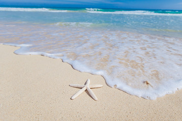 Starfish on the beach