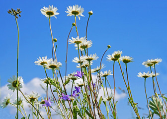 daisies on a background of blue sky