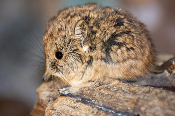 Fototapeta premium Short-eared elephant shrew (Macroscelides proboscideus) baby