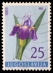 Stamp printed in Yugoslavia shows iris, circa 1963