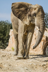 Fototapeta premium Sigean African Reserve