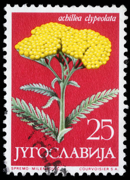 Stamp Yugoslavia shows Moonshine Yarrow, circa 1958