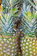 Pineapples on a market