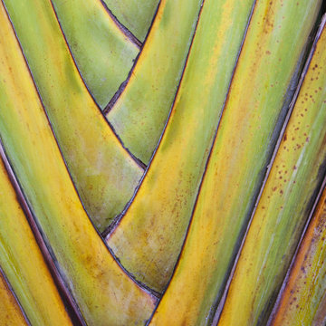 Traveller's Palm or fan palm tree, with intersecting leaf stems, fitting closely together, in Tulum, Mexico.