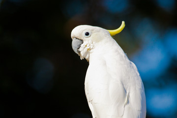 Naklejka premium Gelbhaubenkakadu (Cacatua galerita)