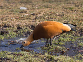 red duck with dark neck drinking water