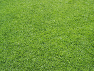 Green grass surface on an athletics sports field