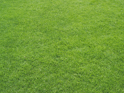Green grass surface on an athletics sports field