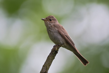 pigliamosche (Muscicapa striata)
