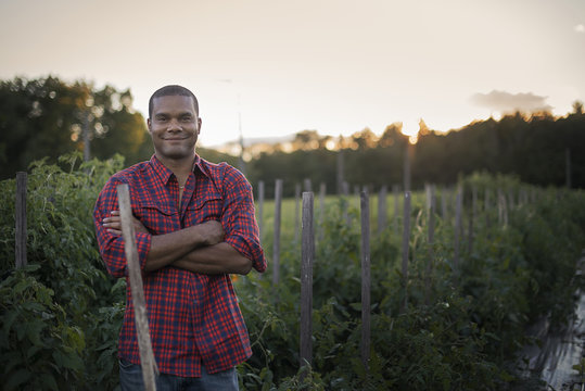 Organic Farmer with Tomato Plants