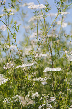 Flowering cilantro or Chinese Parsley plants, the coriander herb used for flavouring in cooking. 