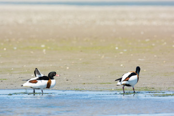 Couple Common shelducks