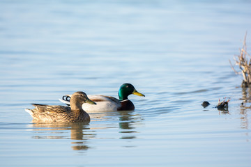 Couple wild mallard ducks